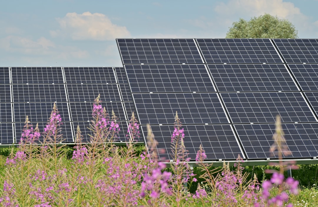 Solar panels in the field, field flowers foreground